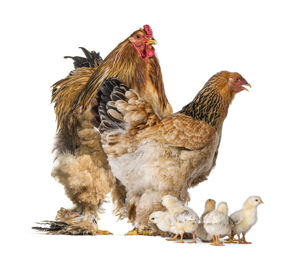 Brahma κόκορας και κότα, κοτόπουλο, στέκεται με νεοσσούς, απομονώνονται σε λευκό - Φωτογραφία, εικόνα