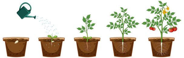 Cykl życia ilustracji rośliny pomidora - Wektor, obraz