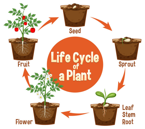 Ciclo de vida de uma ilustração do diagrama de plantas - Vetor, Imagem