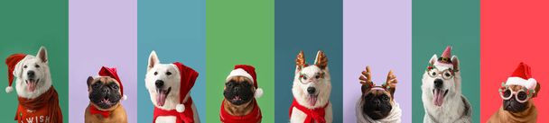 Set de lindos perros en trajes de Navidad sobre fondo de color - Foto, imagen