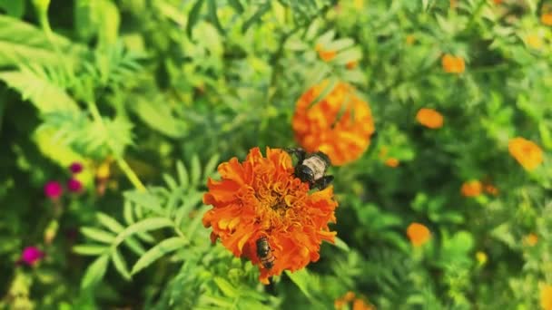żółty kwiat, pszczoły jedzące kwiaty, teksty kwiatów - Materiał filmowy, wideo