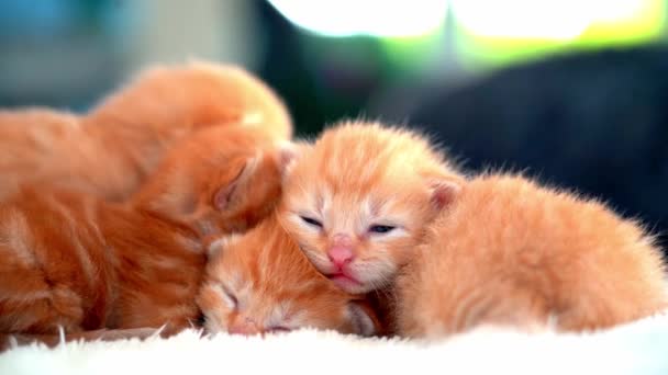Bebé recién nacido gato rojo durmiendo en pose divertida. Grupo de gatito de jengibre lindo pequeño. Hora de dormir la siesta. Las mascotas cómodas duermen en casa acogedora. Lindas mascotas caseras divertidas. Animales domésticos Gatitos jóvenes. Vídeo 4k - Metraje, vídeo