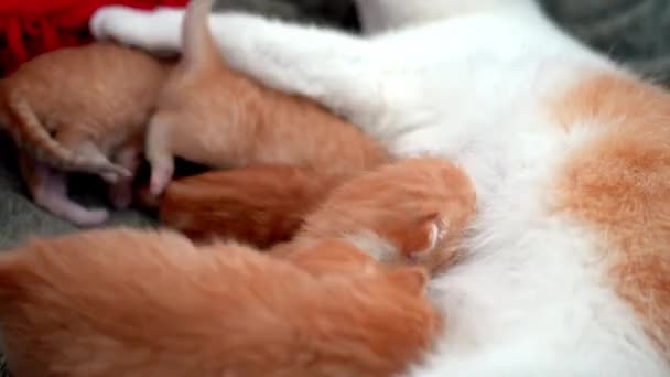 Il gatto rosso neonato beve il latte materno. Allattamento piccolo gattino zenzero carino. Animali domestici Sonno e riposo accogliente. Comodi animali domestici dormono a casa accogliente. gattino succhia su gatti seno video - Filmati, video