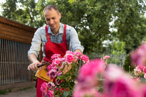 Садовник с садовыми обрезками обрезает розы. Обрезка и тренировка альпинистских роз садовыми обрезками
. - Фото, изображение