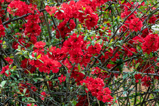 Chinese quince flowers, Chaenomeles speciosa. Red flowers on a bus - Photo, Image