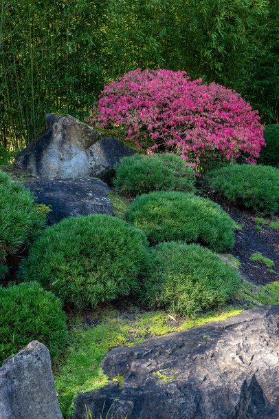 Bonsai-Baumschmuck mit japanischem Garten mit großen Steinen - Foto, Bild