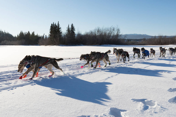 Wyścigi psów w Yukon Quest 1,000 Mile International Sled Dog Race w pięknym Yukon Territory, Kanada, krajobraz śniegu zimowego - Zdjęcie, obraz