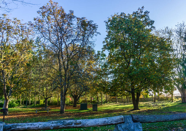 An autumn tree at Saltwater State Park in Des Moines, Washingotn. - Foto, Bild