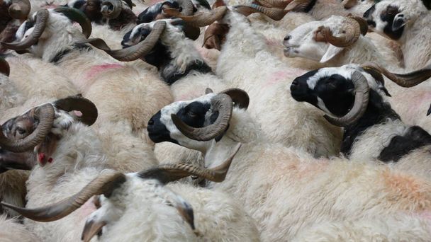 Овцы с рогом на улице Непала в Азии. Высокое качество фото - Фото, изображение