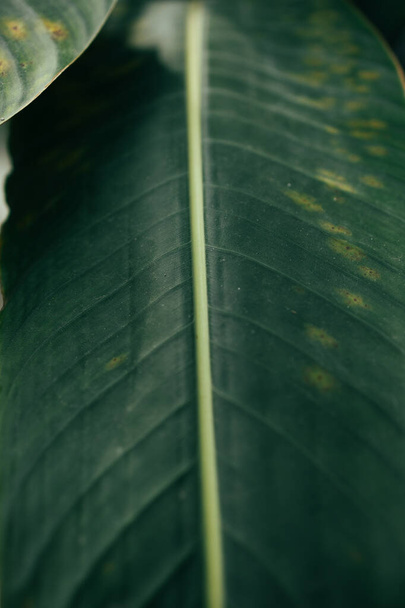 Surface texture of leaf concept. Pattern green leaf is beautiful background. - Photo, Image