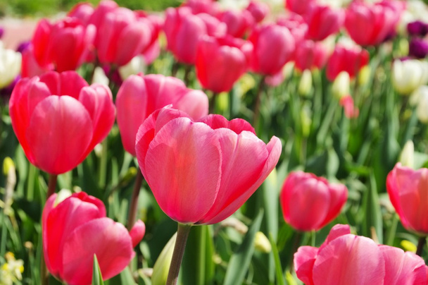 rote und weiße Tulpen - Foto, Bild