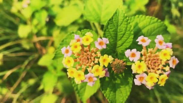 Żółty mały liść i zielony kwiat tła - Materiał filmowy, wideo