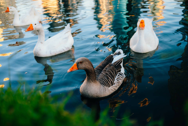 Wild ducks swim in the lake. Birds close-up in the water. Spring. High quality photo - 写真・画像