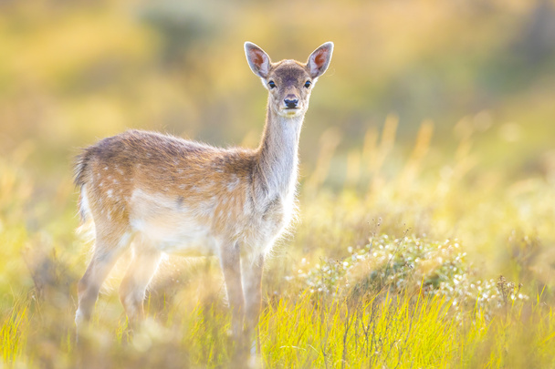 Fallow deer Dama Dama fawn in Autumn season. The Autumn fog and nature colors are clearly visible on the background. - Photo, Image
