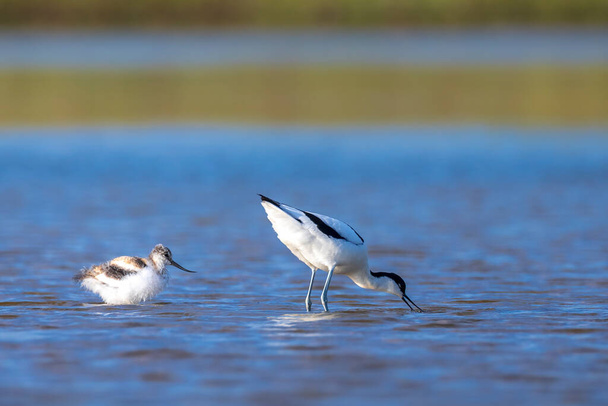Pied Avocet, Recurvirostra avosetta; parent looking after chick foraging in water - Photo, Image