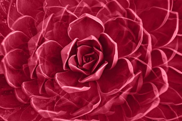Розовая роза суккулентное растение оставляет розетку крупным планом. Абстрактный цветочный узор. Изображение тонировано в цвете 2023 года viva magenta - Фото, изображение