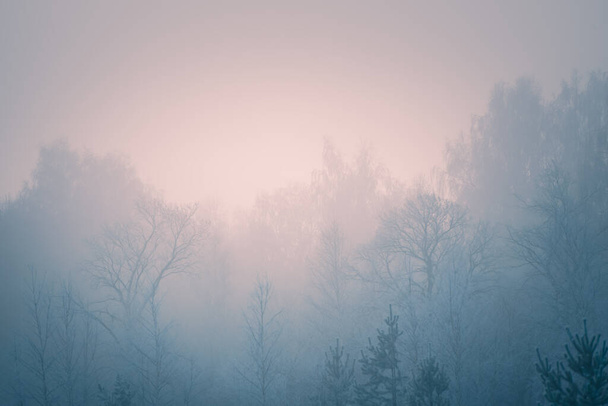 Frost-covered trees in winter forest at foggy sunrise. Abstract winter nature background - Foto, Bild