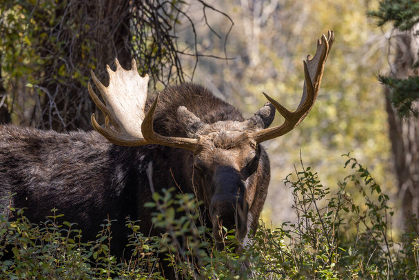 um alce de touro durante a rotina de outono em Wyoming - Foto, Imagem