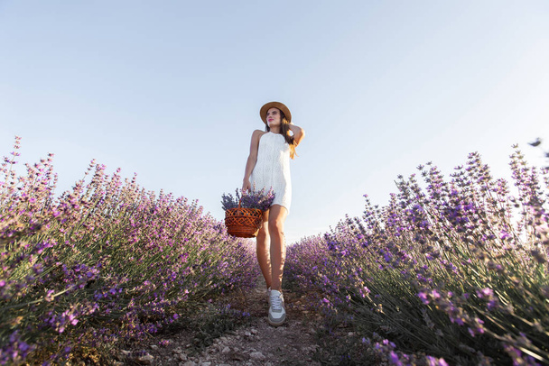 Woman in a hat with a basket of flowers harvesting in a lavender field of Provence, at sunset - Photo, Image