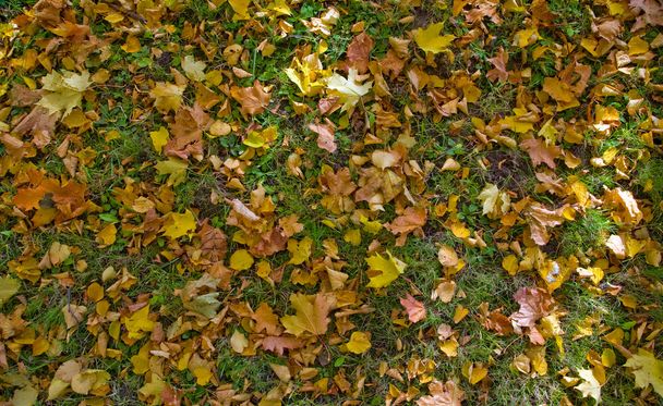 akçaağaç yaprağı ve yeşil çimen - Fotoğraf, Görsel