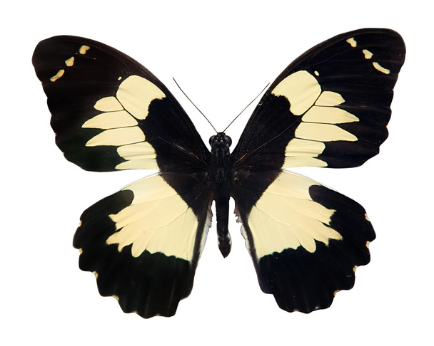 Tropical black and light yellow butterfly - Photo, Image