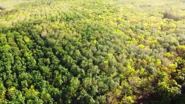 De bladeren van een rubberboom in Thailand met prachtige kleuren in de zomer. Rubber plantageplaatsen waar de bladeren veranderen. - Video