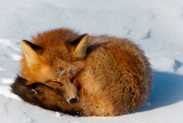Gros plan d'un renard roux enroulé dans un banc de neige près de Churchill, Manitoba Canada - Photo, image