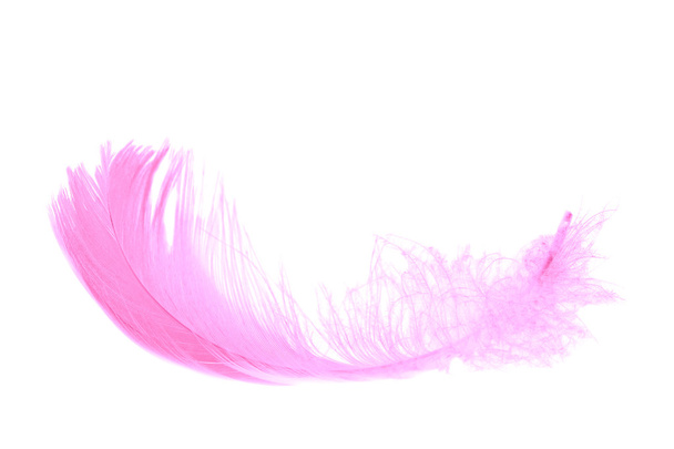 Рожеве перо ізольовано на білому
 - Фото, зображення