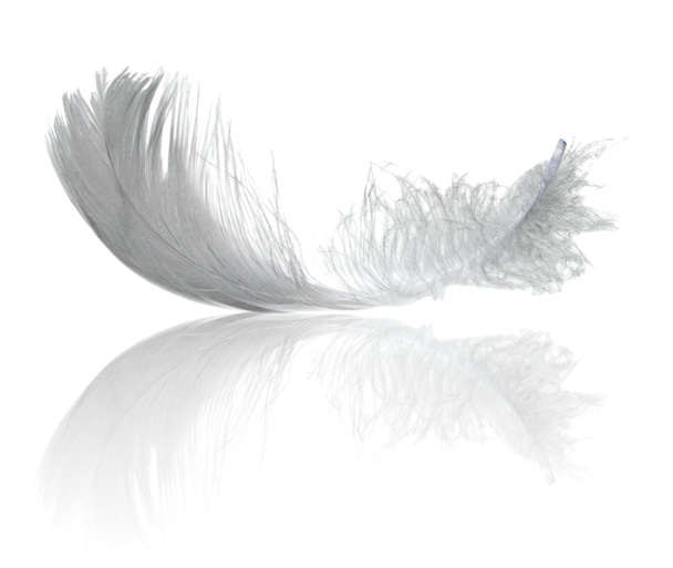 Black Feather On The White Background. Stock Photo, Picture and