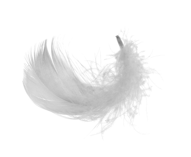 Kip white feather - Foto, afbeelding