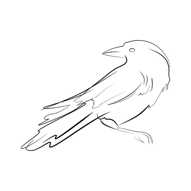 Raven with turned head. Minimalistic black line drawing of a bird. Vector illustration - ベクター画像