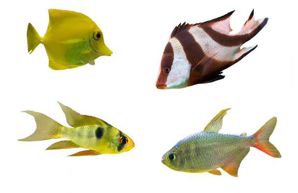 Cuatro peces tropicales
 - Foto, imagen