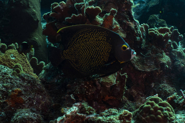 A French Angelfish cruises the reef in Bonaire, Netherlands. The scientific name is Pomacanthus paru.  - Fotoğraf, Görsel