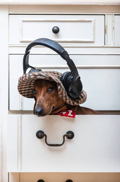 Собаке таксы нравится слушать музыку в больших черных наушниках, сидя в стильной кепке на полке в бельевом шкафу. Красная такса внимательно смотрит в камеру.. - Фото, изображение