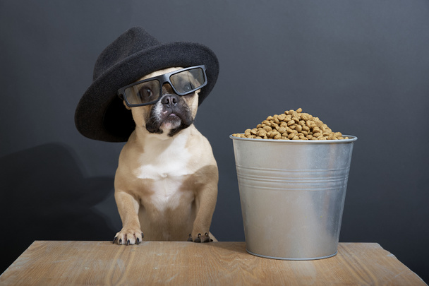 Puhdasrotuinen bulldog hauska tumma kuono isot korvat ja istuu poseeraa 3d lasit vieressä metalli ämpäri täynnä popcornia vintage hattu katsomassa elokuvaa elokuvateatterissa.Comedy Club. - Valokuva, kuva