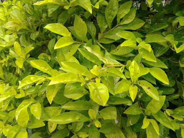 Гімнема сильвестр, зелене листя рослини макрозйомки. Природний тропічний завод
. - Фото, зображення