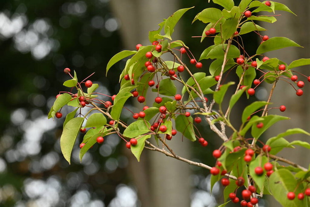 Ilex pedunculosa nőstény fa bogyók. Aquifoliaceae dioecious örökzöld fa. Májustól júliusig kis fehér virágok nyílnak, októbertől novemberig vörös bogyók érik. - Fotó, kép