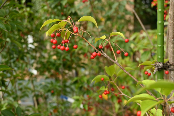 Ilex pedunculosa female tree berries. Aquifoliaceae dioecious evergreen tree. Small white flowers bloom from May to July and berries ripen red from October to November. - Photo, Image