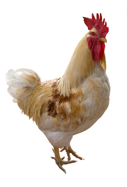 White rooster - Photo, Image