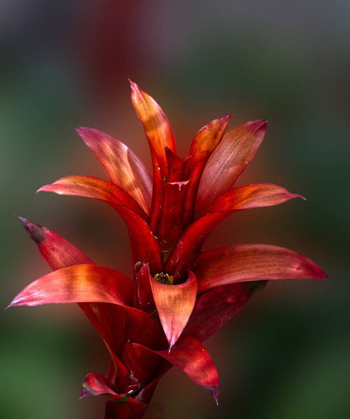 Beautiful red flower stands out, Toronto, ON, Canada - Fotó, kép
