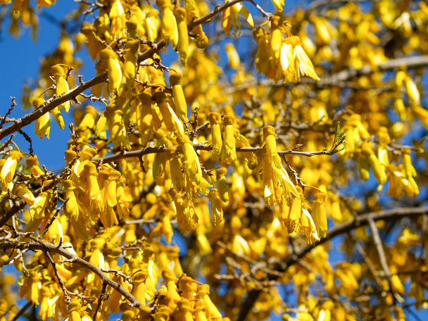 Kowhai tree in full bloom bright yellow flowers. - Photo, Image