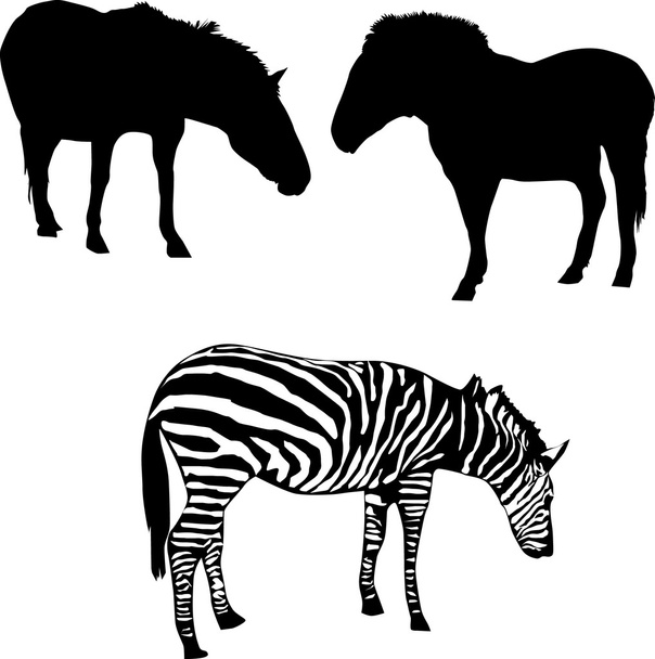 2 つの馬とシマウマ - ベクター画像