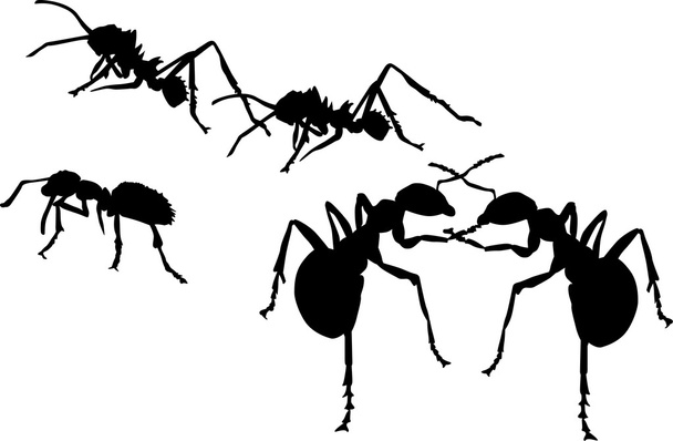 Fünf Ameisensilhouetten - Vektor, Bild