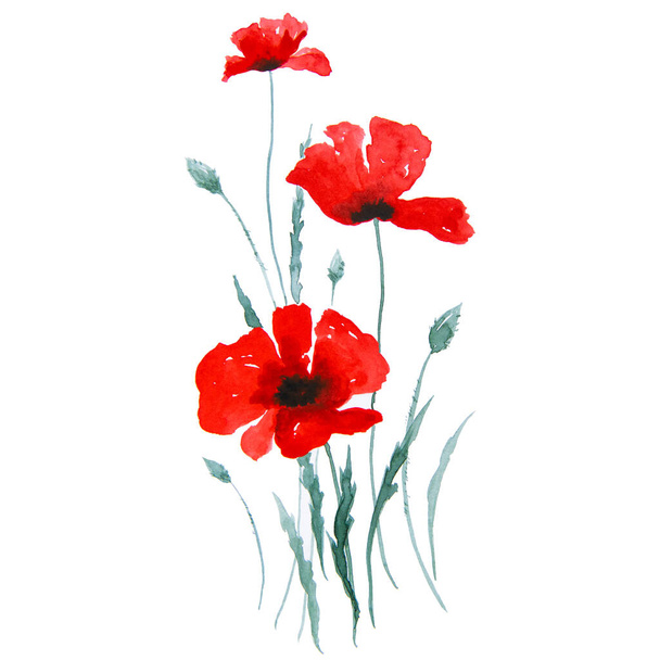 Red poppy flowers watercolor painting. Art floral illustration isolated on white background. Summer nature - Photo, image