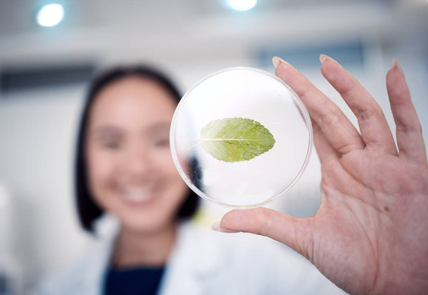 Woman, hand and petri dish with a plant for botany with a biologist studying climate change in the lab. Biology, environmental studies and female scientist in the laboratory with plants for ecology. - Fotó, kép