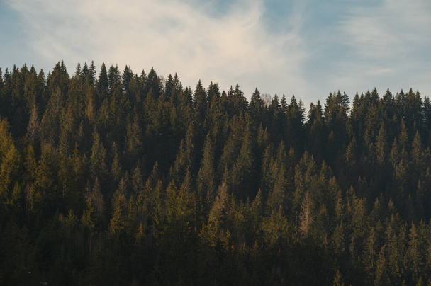 Wierzchołki wiecznie zielonych karpackich lasów ukraińskich, ekologicznie czyste lasy i krajobrazy Ukrainy. - Zdjęcie, obraz
