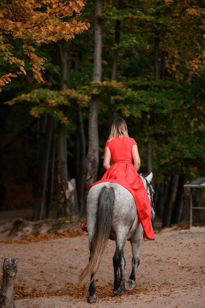 Montar un caballo, caminar en el bosque de otoño, una mujer montando un caballo en un vestido rojo largo con los pies desnudos, un caballo gris con los pies negros. - Foto, imagen