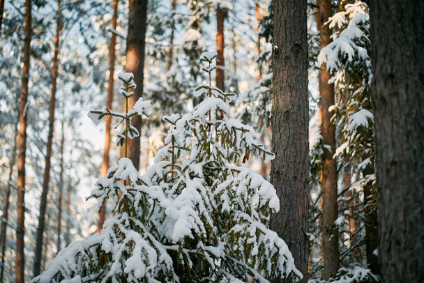 新鮮な雪で覆われた孤独な小さな森の松。森の中の小さなクリスマスツリー. - 写真・画像