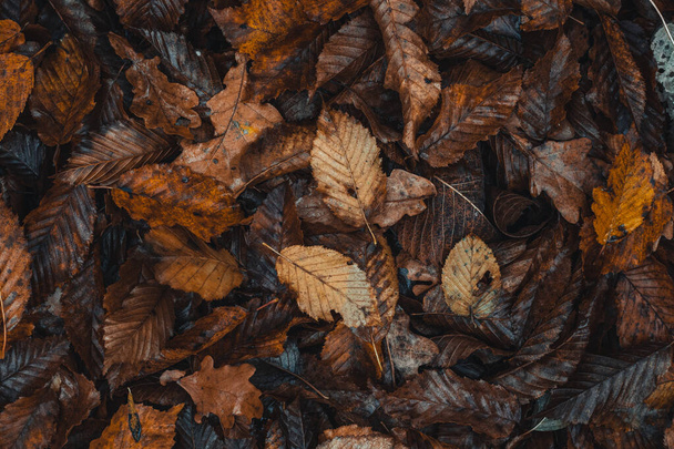 Фон темных цветных опавших листьев с преобладающим оранжево-коричневым цветом в осенний сезон. Конец одной жизни и начало новой.. - Фото, изображение