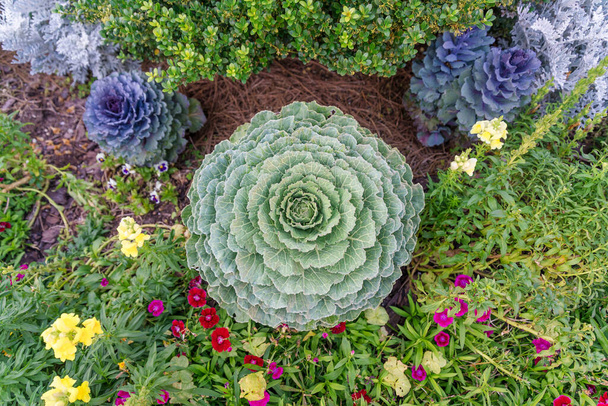 Destin, Florida- Rosette decoratieve planten bekijken van bovenaf. Groene en paarse decoratieve planten in het midden van struiken boven en bloeiende planten onder. - Foto, afbeelding